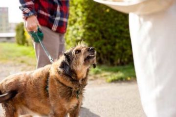 New York Dog Bite Lawyer | NY Dog Attack Attorney | Free Consultation